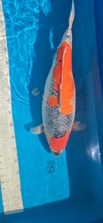 Ogata goshiki female, Dieren en Toebehoren, Vissen | Vijvervissen, Karper of Koi