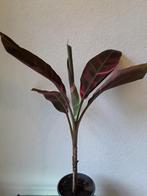 Variegata bananenplant, Ophalen of Verzenden, In pot, Volle zon, Minder dan 100 cm
