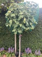 Te koop vijgenbomen, Ophalen of Verzenden, Minder dan 100 cm, Overige soorten
