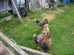 bramas 13 week oud, Meerdere dieren, Kip