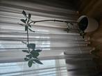 Ficus plant, Ophalen of Verzenden, Ficus, Halfschaduw, Minder dan 100 cm