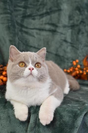 Ametrine – Lilac British Shorthair (c 03, Cinnamon Carrier) beschikbaar voor biedingen