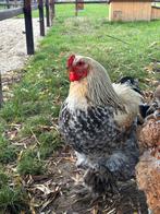 Jonge Brahma hanen, Dieren en Toebehoren, Mannelijk, Kip