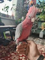 Tamme rose kaketoe, Dieren en Toebehoren, Geslacht onbekend, Papegaai, Geringd
