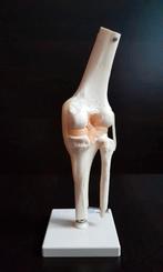 Anatomie model , Ware grootte-anatomisch gewricht GERMANY, Diversen, Schoolbenodigdheden, Ophalen of Verzenden