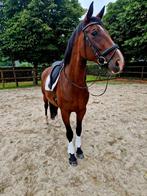 Paard, Dieren en Toebehoren, Paarden, Merrie, Gechipt, L, 11 jaar of ouder