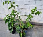 Ficus benjamina / treurvijg / waringin, 30 - 40 centimeter, Huis en Inrichting, Ficus, Minder dan 100 cm, Groene kamerplant, Halfschaduw