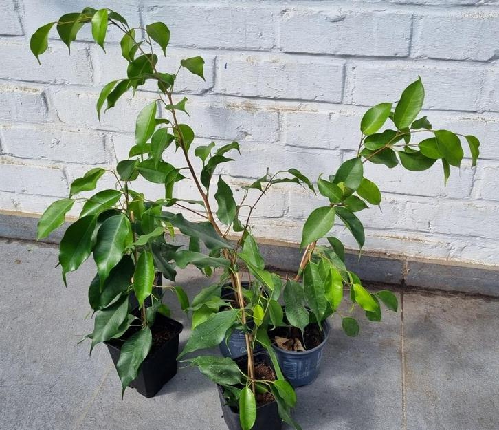 Ficus benjamina / treurvijg / waringin, 30 - 40 centimeter, Huis en Inrichting, Kamerplanten, Ficus, Minder dan 100 cm, Groene kamerplant