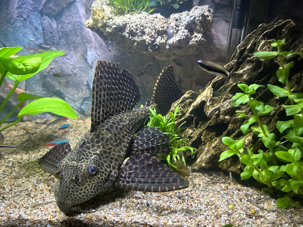 Grote zeilvin pleco (Gibbiceps) 28 cm, Dieren en Toebehoren, Vis, Zoetwatervis
