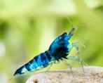 Blue dragon blood high grade, Kreeft, Krab of Garnaal
