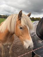 Gezocht pension stal, Dieren en Toebehoren