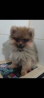 Dieren, Particulier, Parvo, 15 weken tot 1 jaar, Buitenland