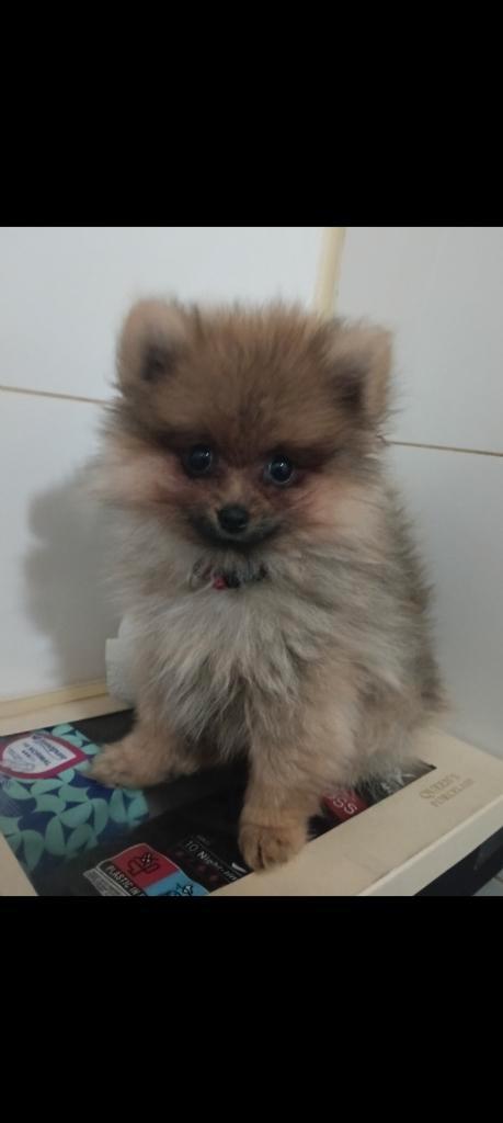 Dieren, Dieren en Toebehoren, Honden | Chihuahua's en Gezelschapshonden, Reu, Overige rassen, Particulier, Eén hond, Buitenland