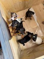 Mooie jack russel pups, Jack Russell Terriër, CDV (hondenziekte), 8 tot 15 weken, Meerdere