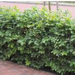 Fagus sylvatica groene beuk in de maten 40 t/m 200 cm, Ophalen, Beukenhaag, 100 tot 250 cm