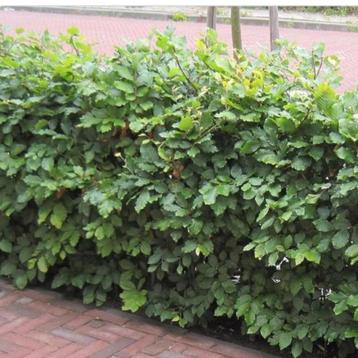 Fagus sylvatica groene beuk in de maten 40 t/m 200 cm  beschikbaar voor biedingen