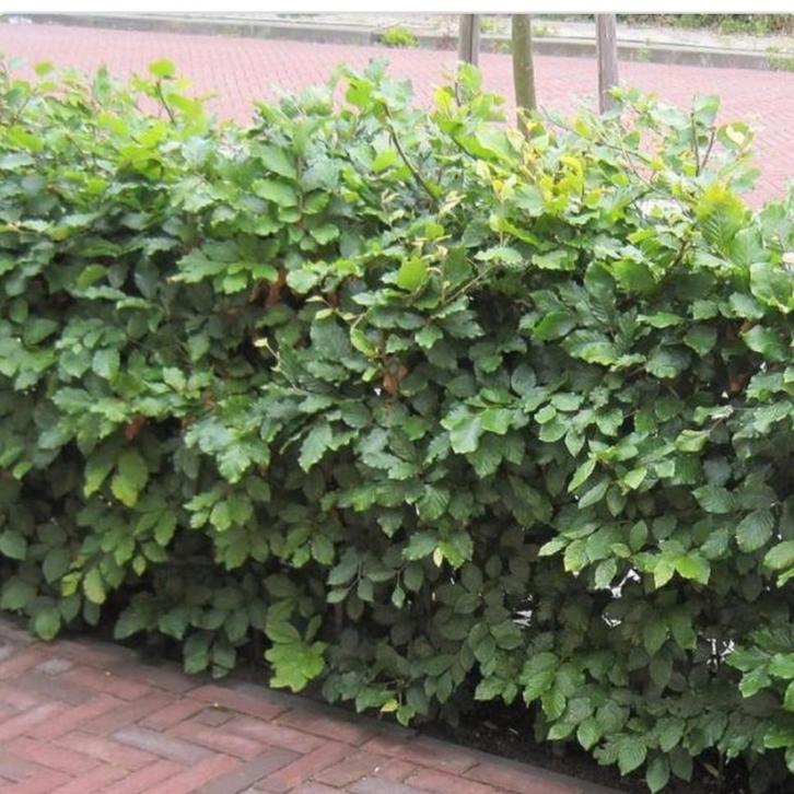 Fagus sylvatica groene beuk in de maten 40 t/m 200 cm, Tuin en Terras, Planten | Struiken en Hagen, Beukenhaag, 100 tot 250 cm