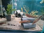 Channa Bleheri Slangenkopvis, Vis, Zoetwatervis