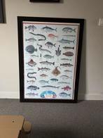 Poster in lijst 70x100 - Zeevissen, Ophalen, Met lijst, A1 t/m A3, Dier of Natuur