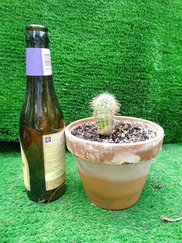 Oud Terracotta potje met gratis zand en cactusje beschikbaar voor biedingen