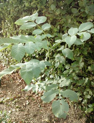Jonge Walnotenboompjes beschikbaar voor biedingen