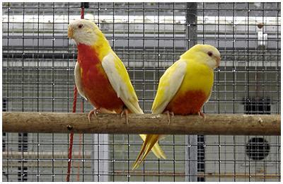 gezocht : gele & blauwe neophemas, Dieren en Toebehoren, Vogels | Parkieten en Papegaaien, Parkiet, Meerdere dieren