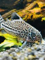 Corydoras opvang, Vis, Zoetwatervis, Schoolvis