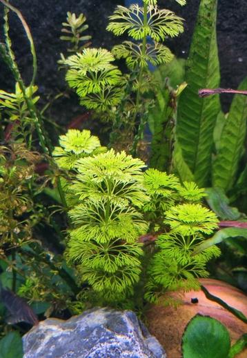 Limnophila beschikbaar voor biedingen