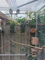 Diamant duifjes, Dieren en Toebehoren, Meerdere dieren, Tropenvogel, Tam