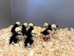 Kuifhoender (padua) baby kuikens hennetjes, gesekst, ingeënt, Vrouwelijk, Kip
