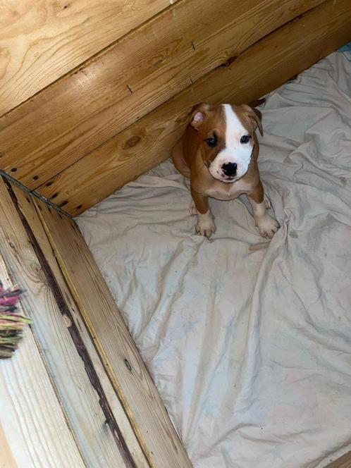 Amerikaanse stafford, Dieren en Toebehoren, Honden | Jack Russells en Terriërs, Reu, American Staffordshire Terriër, Particulier