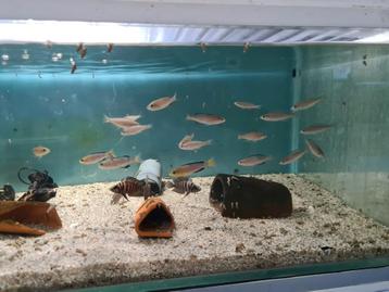 Cyprichromis Leptosoma Jumbo Tricolor Tanganyika Cichliden beschikbaar voor biedingen