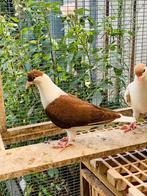 Afghans duiven te koop, Dieren en Toebehoren, Vogels | Duiven, Meerdere dieren