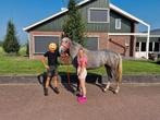 Sensibele spring merrie, Dieren en Toebehoren, Paarden, Merrie, 3 tot 6 jaar