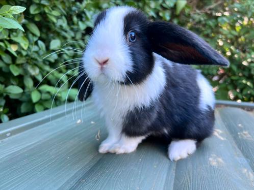 Tam baby konijntje hangoor ram blauwe ogen, Dieren en Toebehoren, Konijnen, Klein, Mannelijk, 0 tot 2 jaar, Hangoor