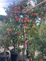Oude karakteristieke Appelbomen, Elstar en Breaburn, Tuin en Terras, Ophalen, Lente, Volle zon, Appelboom