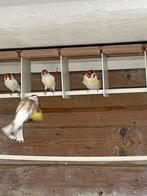 Majoor putters, Meerdere dieren, Wildzangvogel