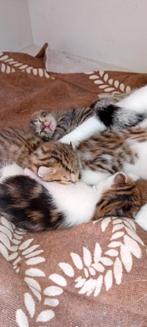 Mooie kittens kan gereveerd  worden krulkat  /Begaal, Dieren en Toebehoren, Katten en Kittens | Raskatten | Korthaar, Kater, Ontwormd