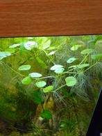 Aquariumplanten, Dieren en Toebehoren, Overige typen, Zoetwatervis