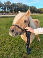 Sprookjes palomino shetland merrie 2e premie KROON, Dieren en Toebehoren, Pony's, Merrie, Gechipt, A pony (tot 1.17m), Onbeleerd