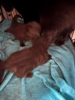 Europese korthaar kitten, Dieren en Toebehoren, Katten en Kittens | Overige Katten, Meerdere dieren, Kortharig, 0 tot 2 jaar