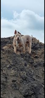 American bully XL dekreu, Dieren en Toebehoren, Honden | Dekreuen, Particulier, België, 1 tot 2 jaar, Eén hond