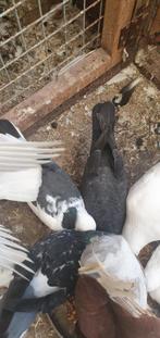 Post en sierduiven, Dieren en Toebehoren, Vogels | Duiven, Meerdere dieren, Overige soorten