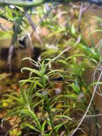 Blue/Black Rili Garnaal, Ophalen, Nieuw, Overige typen