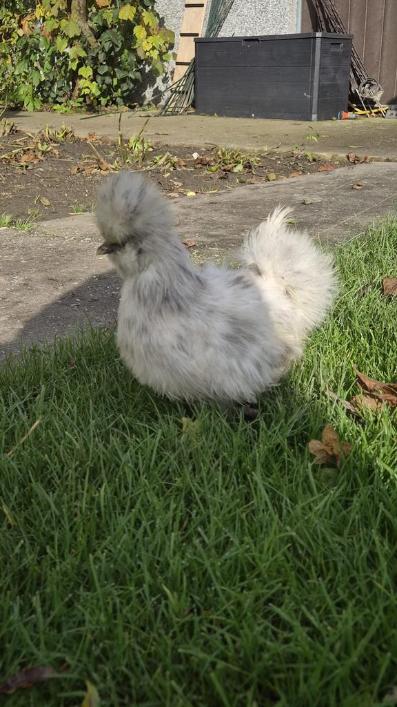 Zijdehoen hanen, Dieren en Toebehoren, Pluimvee, Kip, Mannelijk