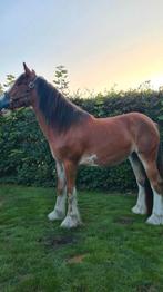 Te koop 2 unieke Irish Cob / Tinker merries, Dieren en Toebehoren, Merrie, Minder dan 160 cm, Recreatiepaard