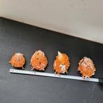 hele mooie oranje Spondylus, Ophalen of Verzenden, Mineraal