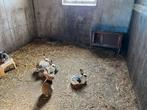 Jonge Lotharingers en kruising Lotharingers, Dieren en Toebehoren, Konijnen, Meerdere dieren, Middelgroot, 0 tot 2 jaar