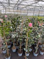 Camelia’s wit / roze stok 120 cm unieke vorm bij ons 19,50, Tuin en Terras, Planten | Tuinplanten, Vaste plant, Halfschaduw, Lente