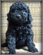 Boompoo F1b pups, Poedel, Nederland, 8 tot 15 weken, CDV (hondenziekte)